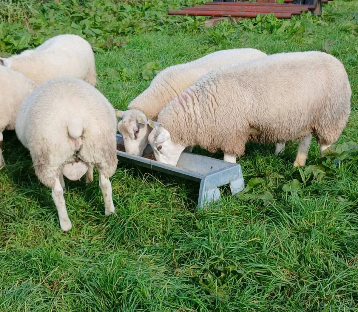 Ram - Image 3