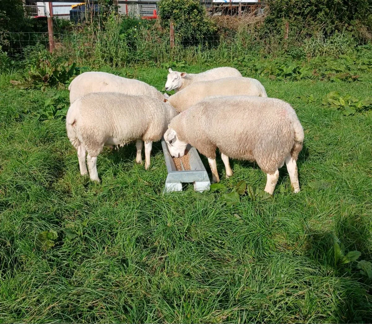 Ram - Image 4