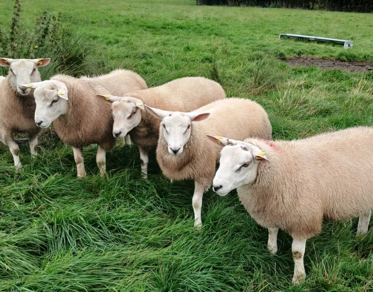 Ram - Image 1