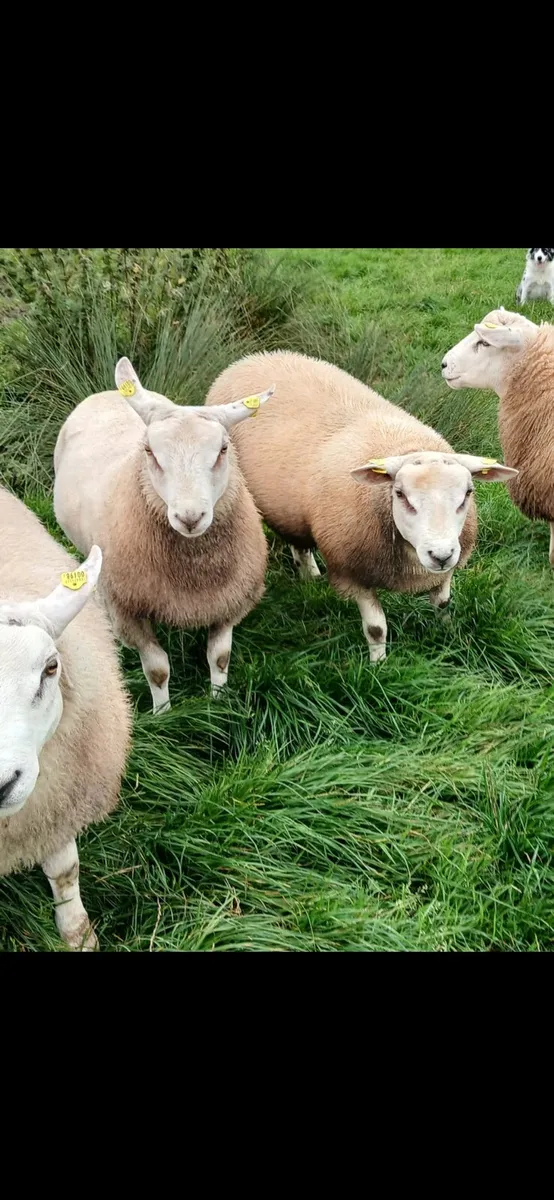 Ram - Image 2