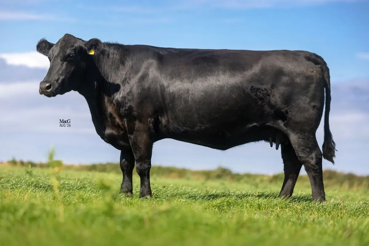 Goulding Angus Legacies Online Sale - Image 2