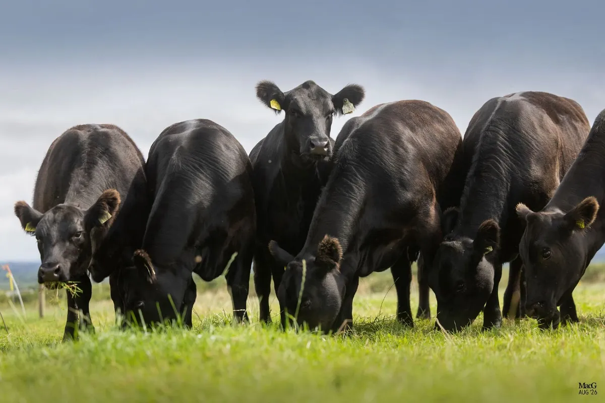 Goulding Angus Legacies Online Sale - Image 1
