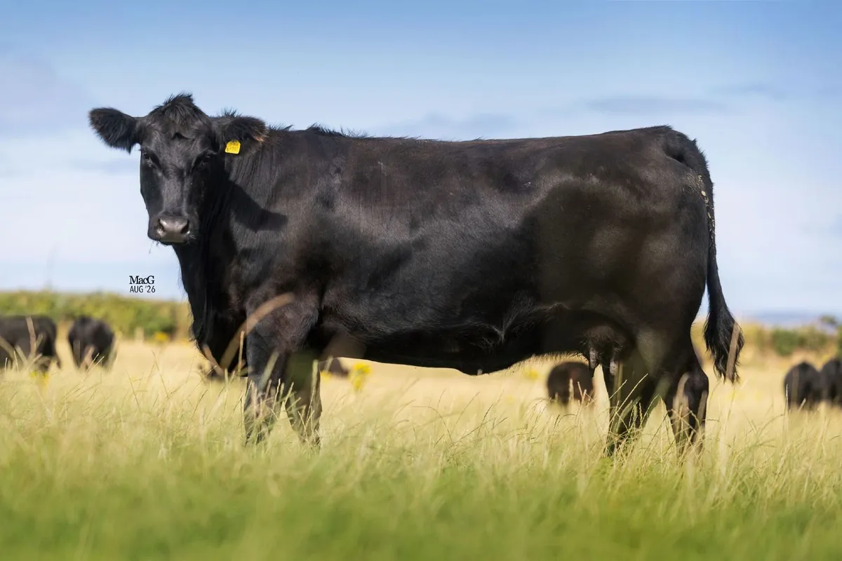 Goulding Angus Legacies Online Sale - Image 3