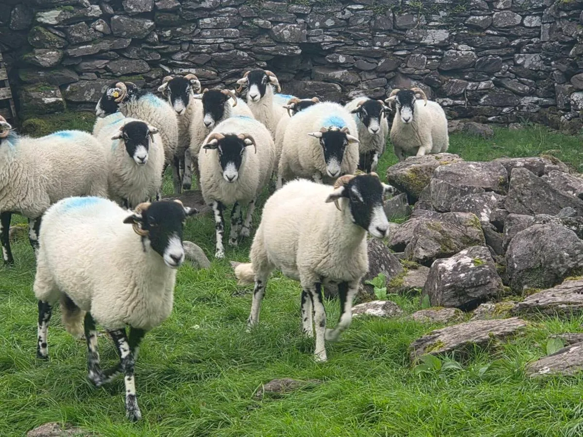 Swaledale hogget ewes - Image 2