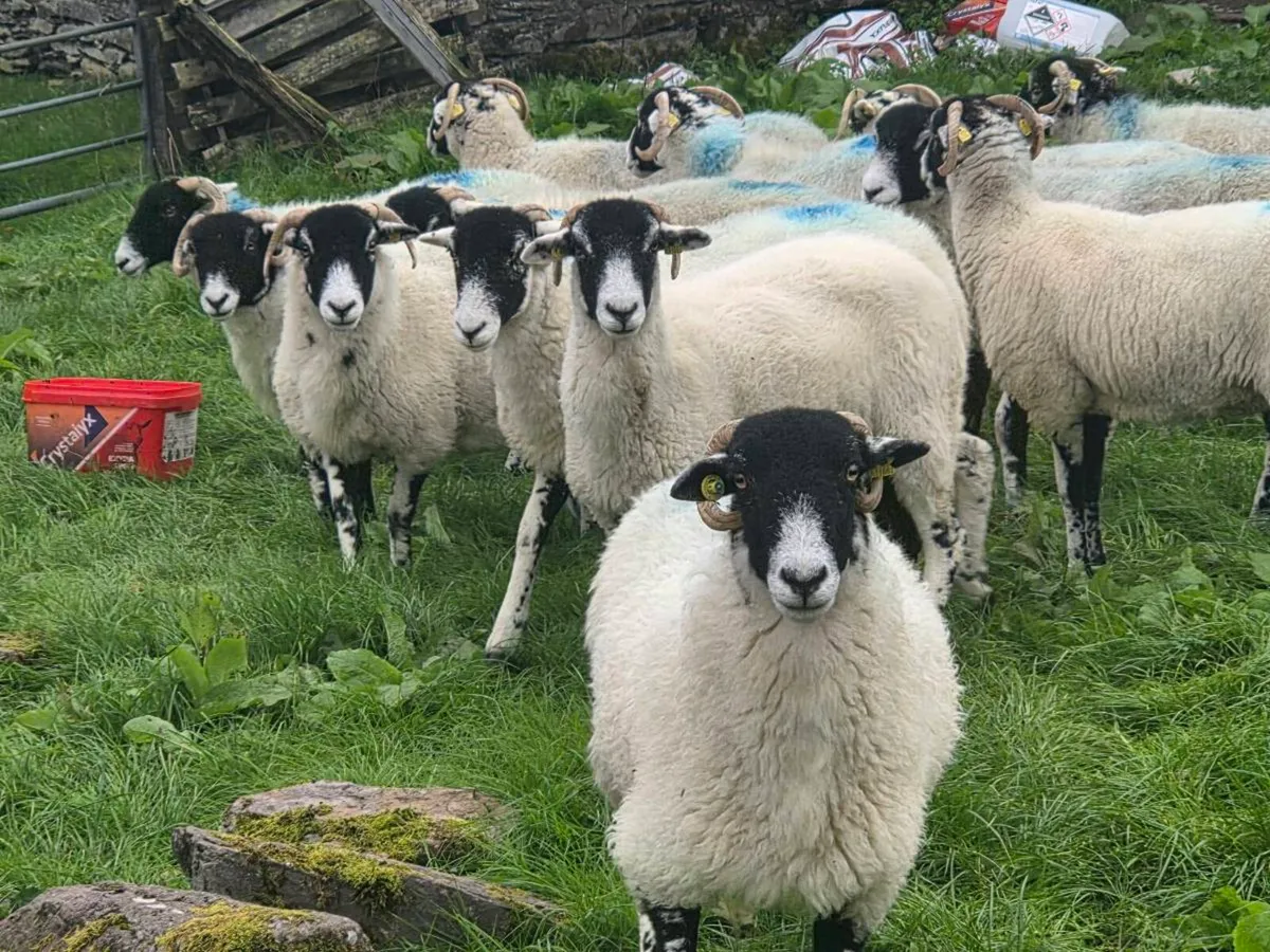 Swaledale hogget ewes - Image 3
