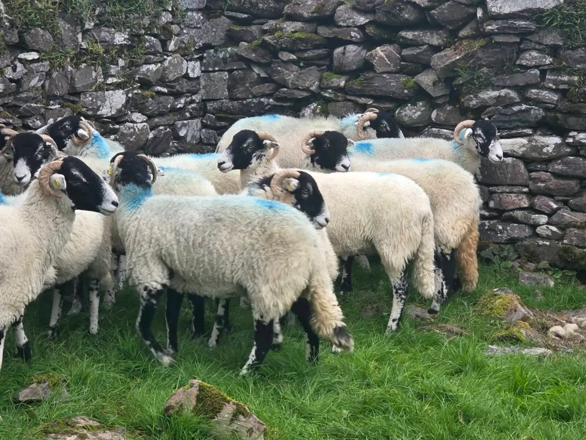 Swaledale hogget ewes - Image 4