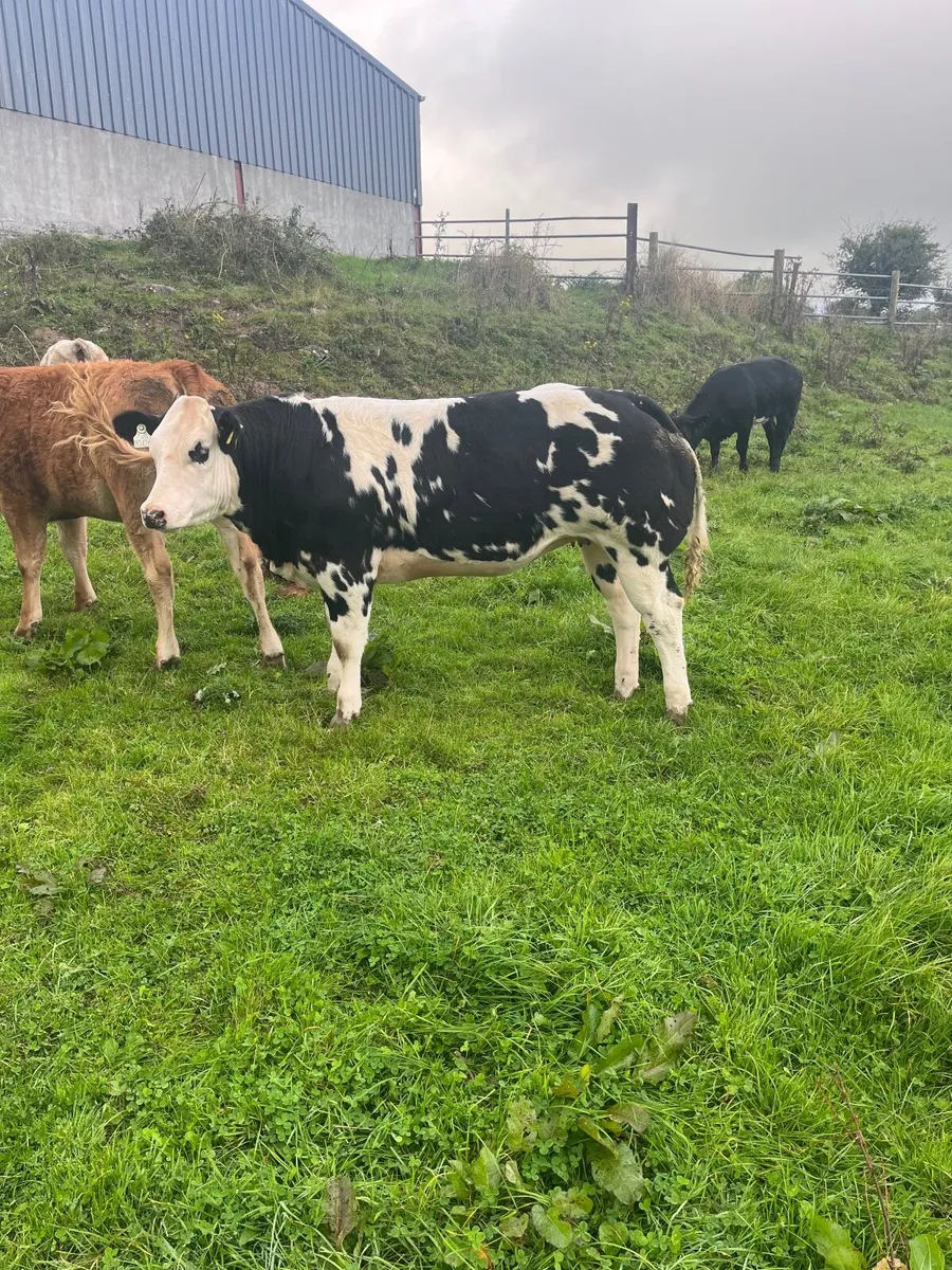 Super Overdose heifer for sale - Image 4