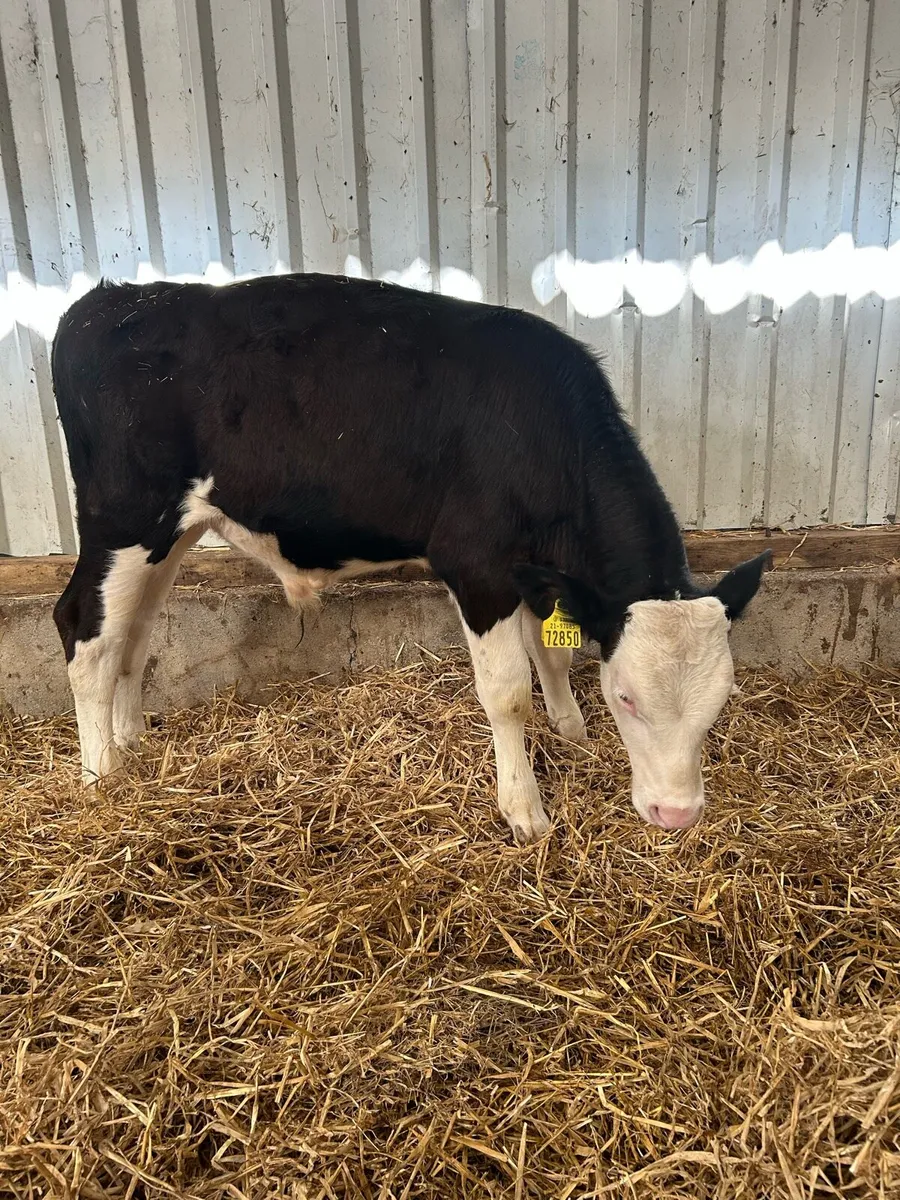 Simmental - Image 1