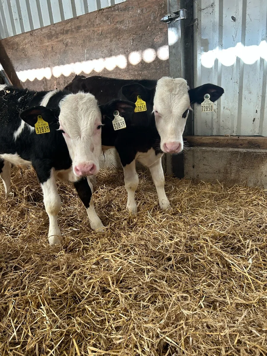 Simmental - Image 2