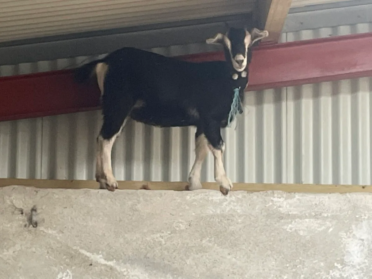 British Alphine female goat - Image 1