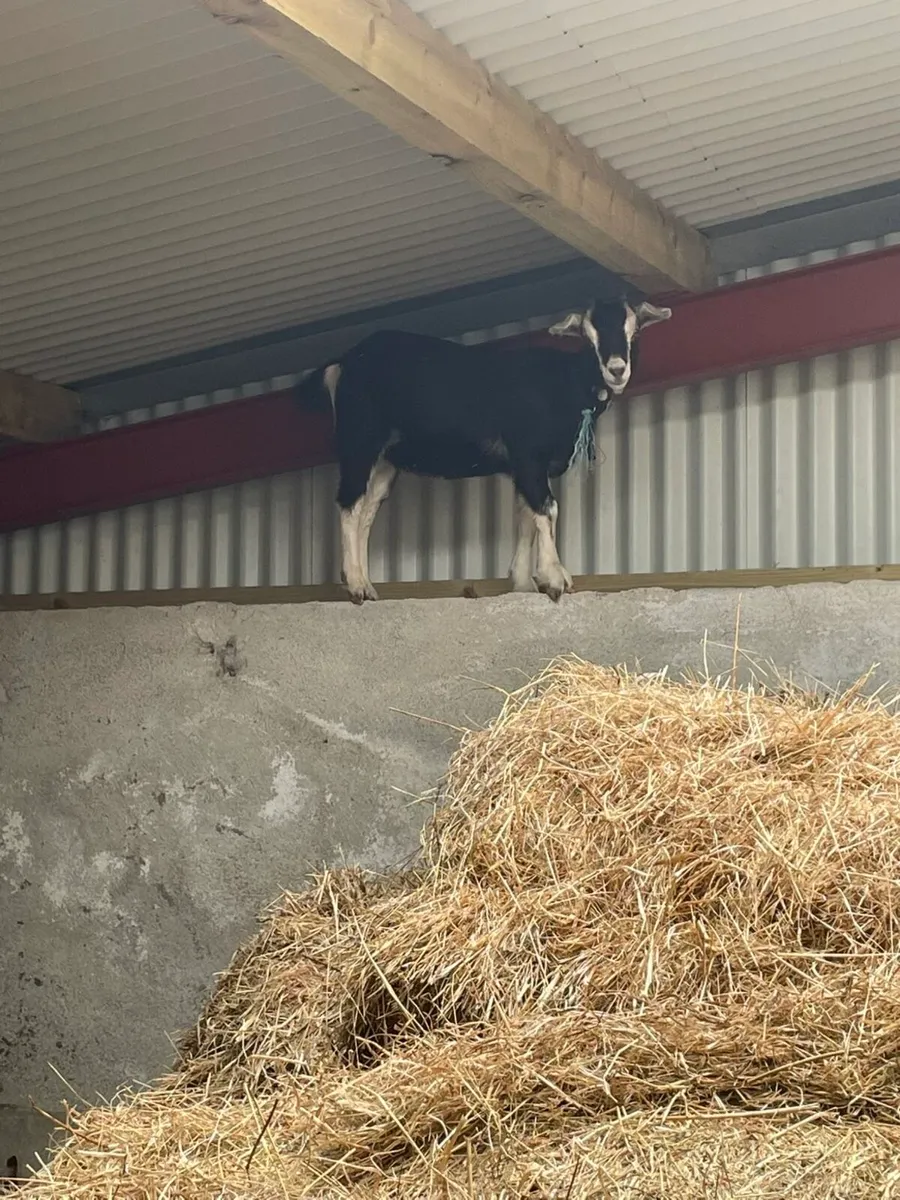 British Alphine female goat - Image 2