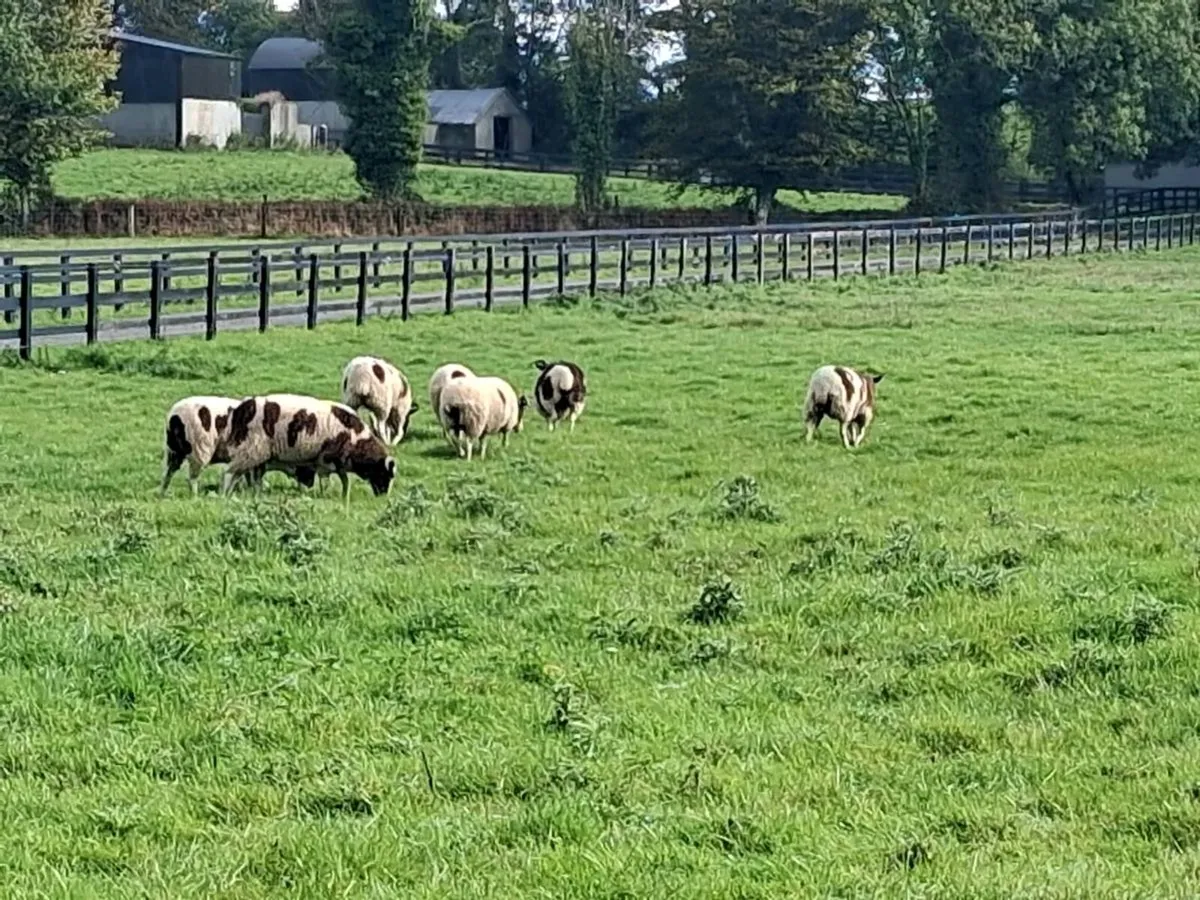 Sheep - Image 1