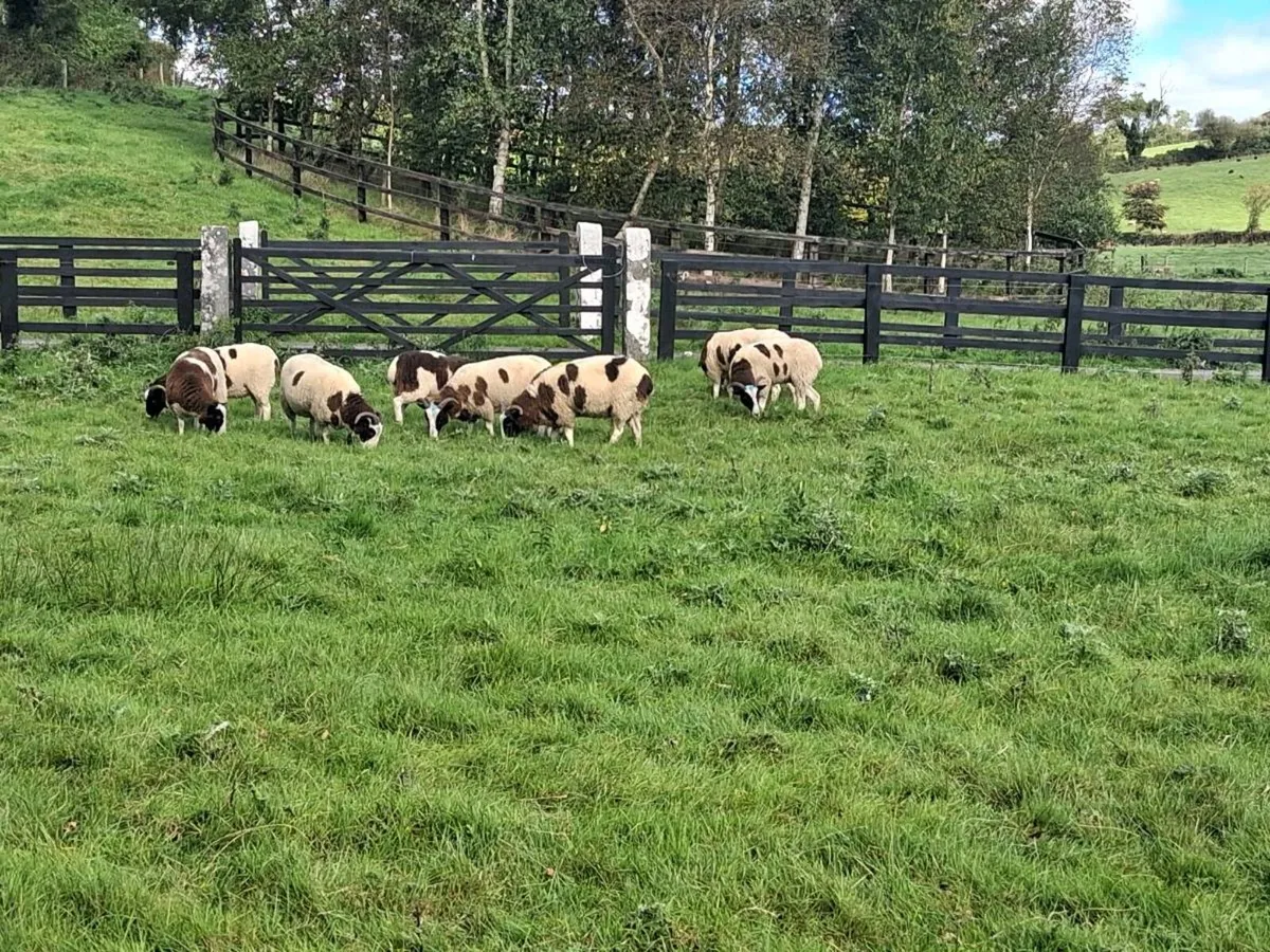 Sheep - Image 3