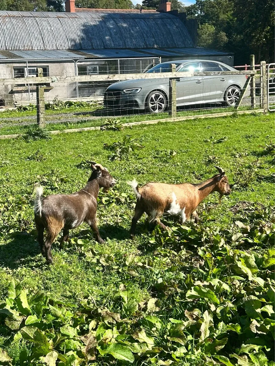 Pygmy goats - Image 1