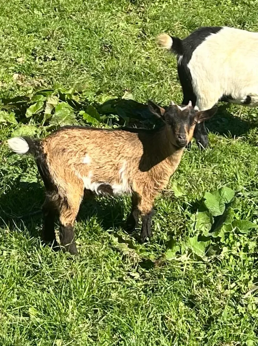 Pygmy goats - Image 2