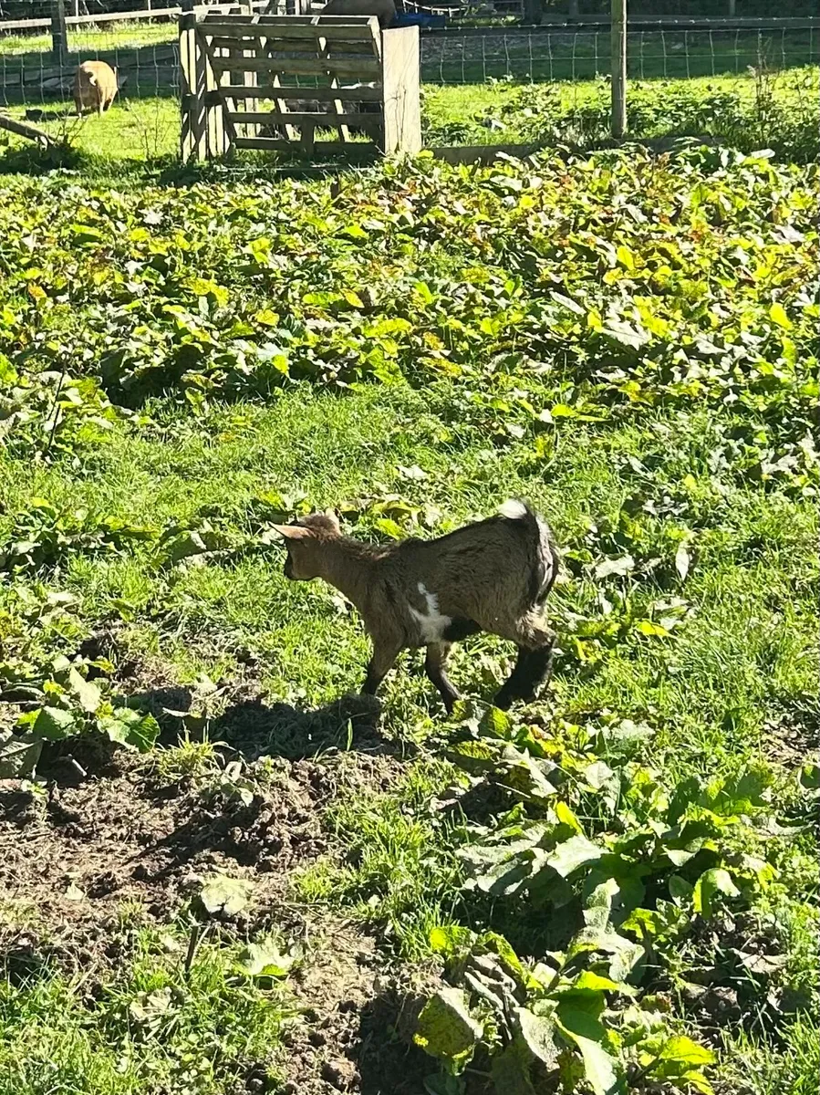 Pygmy goats - Image 3