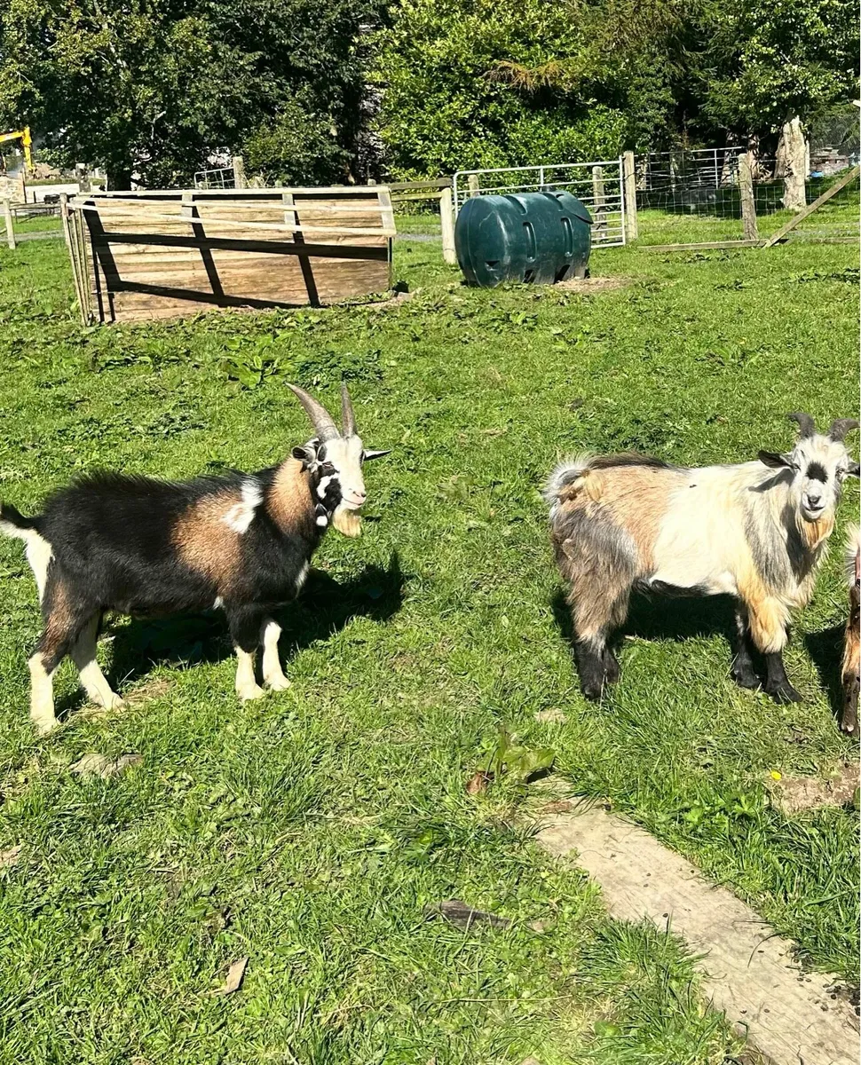 Pygmy goats - Image 4
