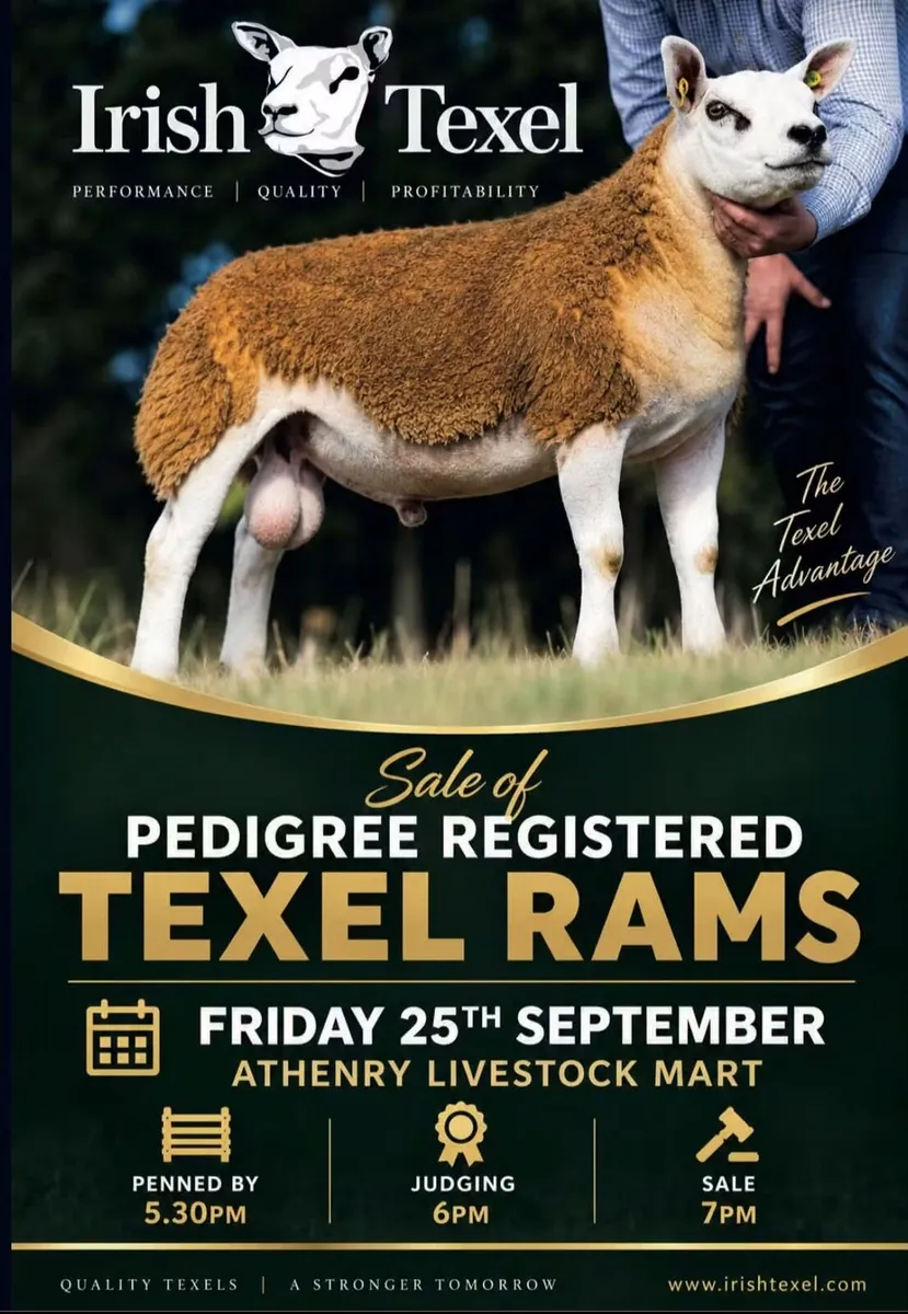 Texel Rams Athenry Mart 25th September - Image 1