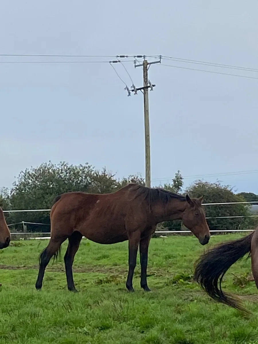Two brood mares for sale - Image 1