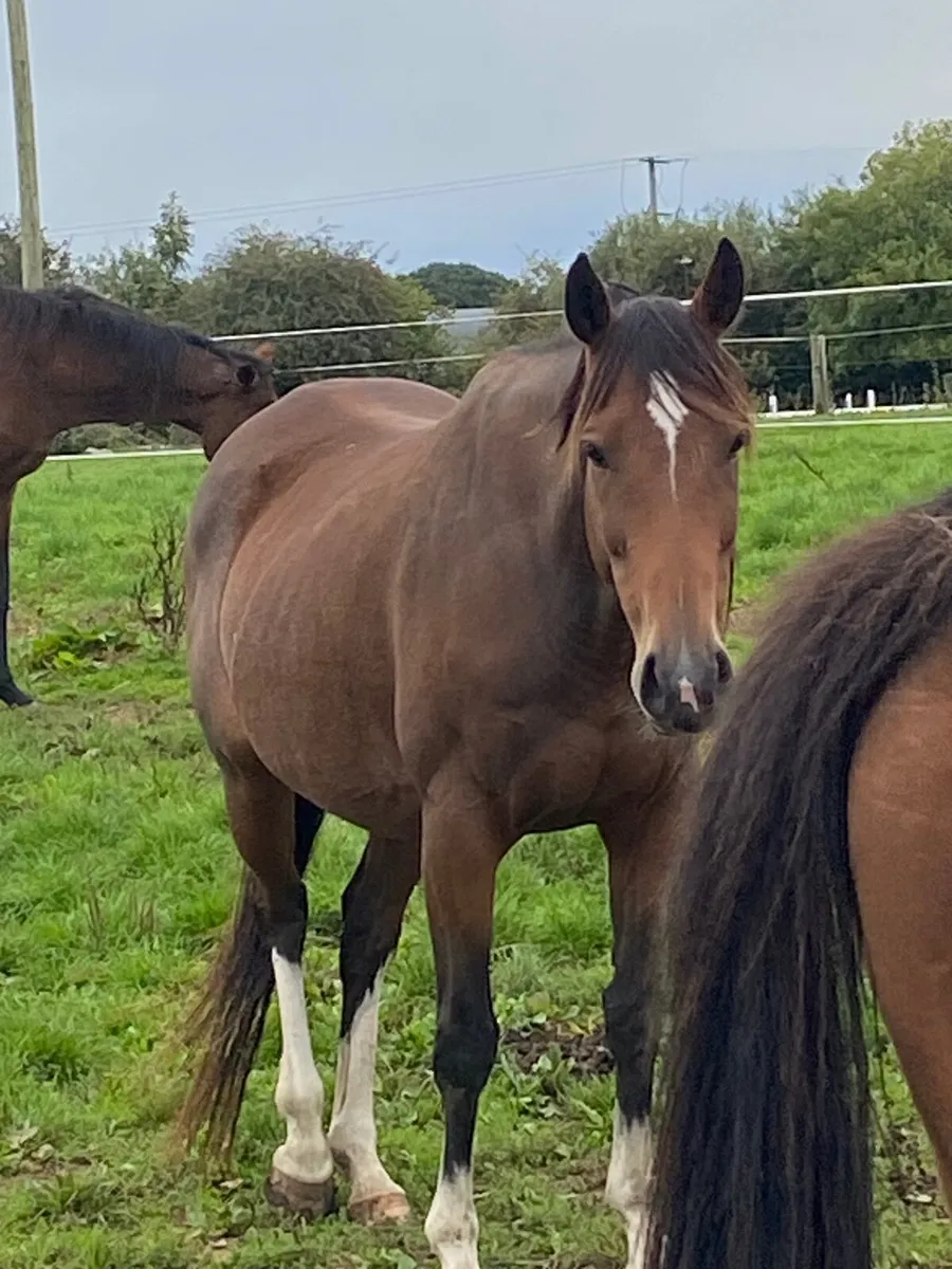 Two brood mares for sale - Image 2