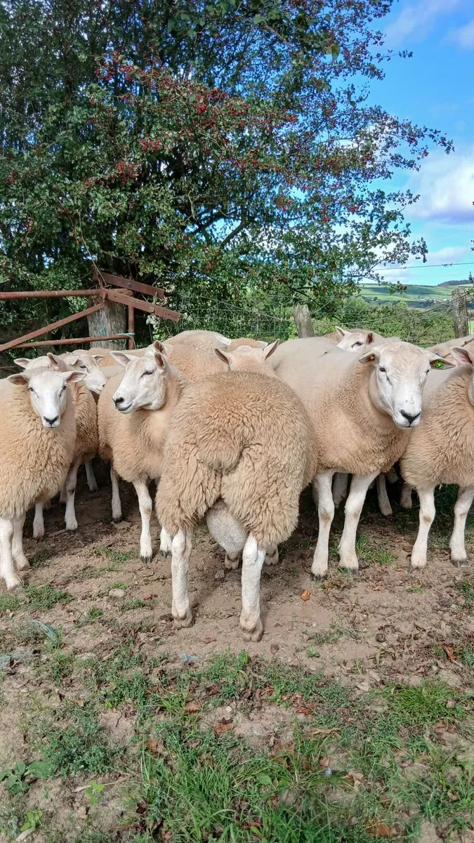 Ram lambs lleyn - Image 1