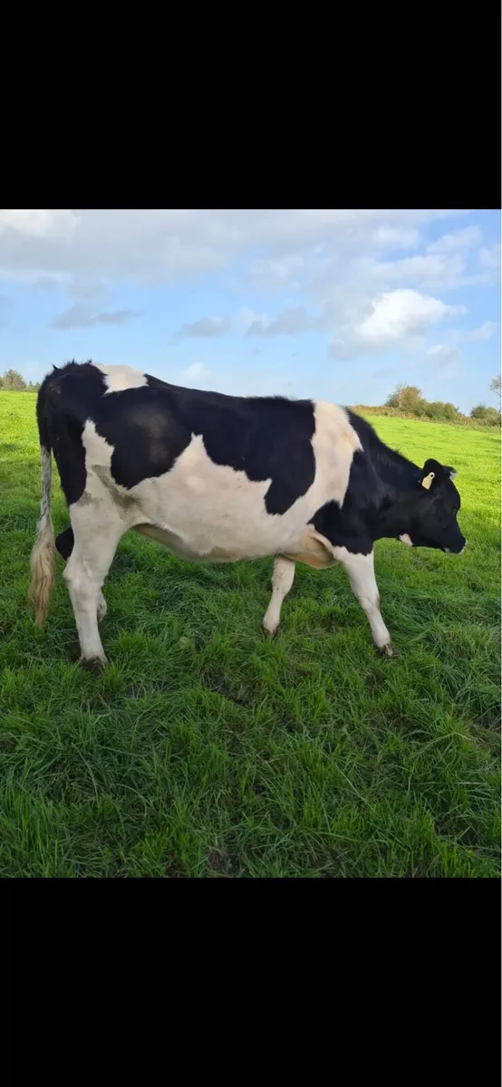 Friesian x Incalf  heifers - Image 1