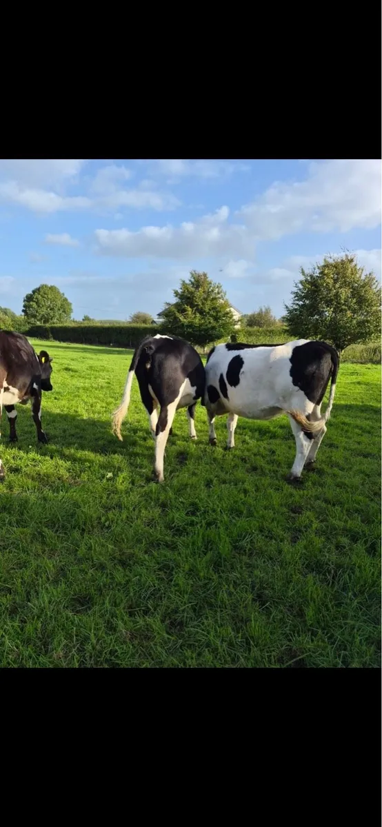Friesian x Incalf  heifers - Image 2