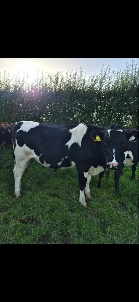 Friesian x Incalf  heifers - Image 3
