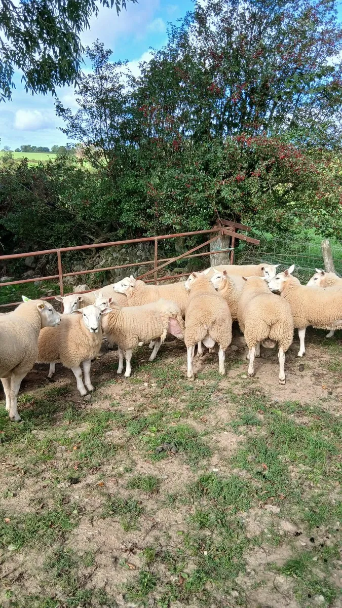 Ram lambs lleyn - Image 3