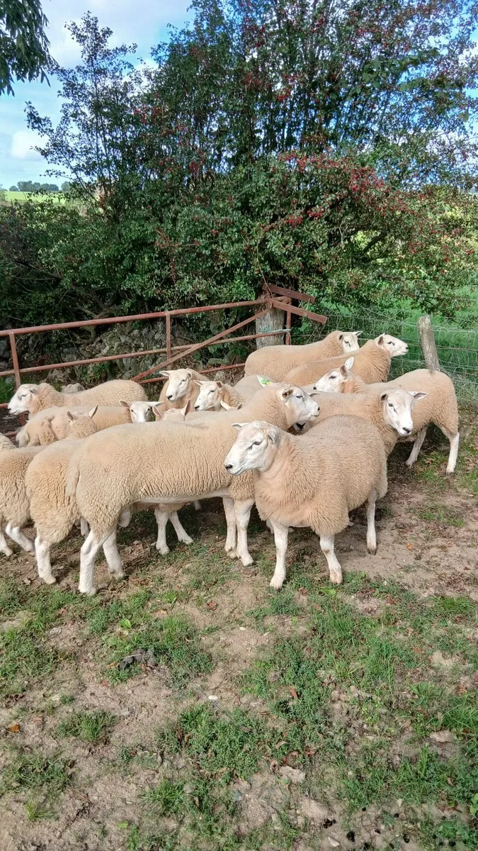 Ram lambs lleyn - Image 2