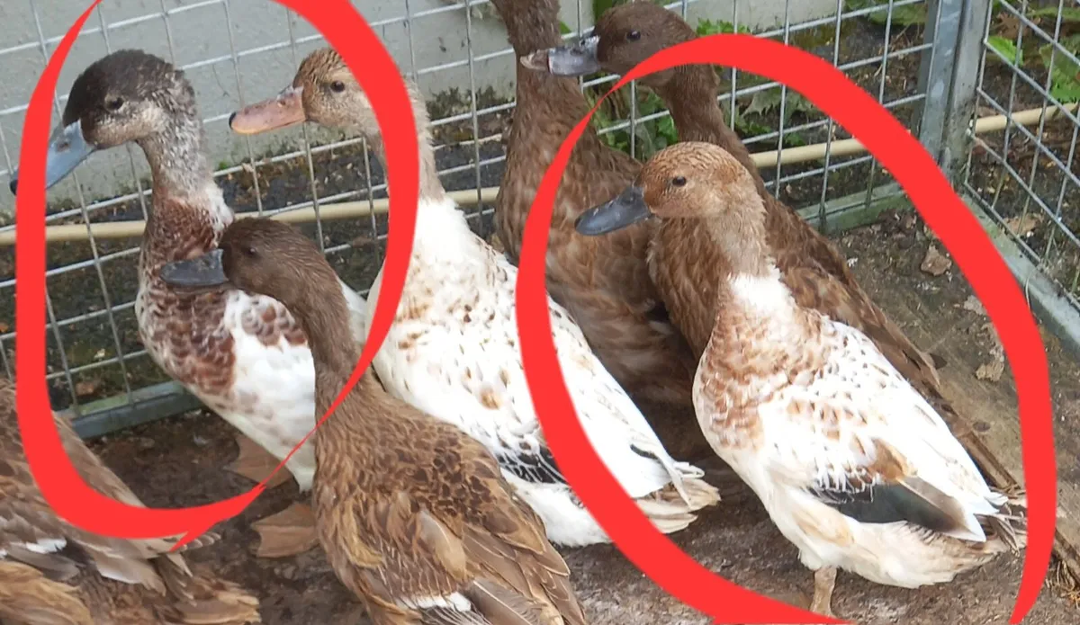 Ducks Drakes 2