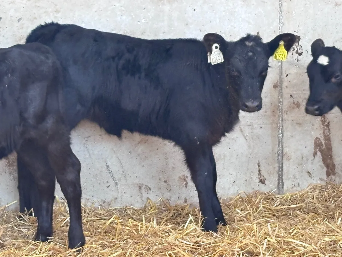 5 SMASHING ANGUS HEIFER CALVES FOR SALE - Image 3