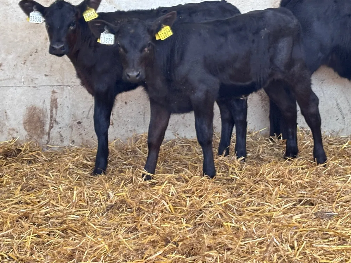 5 SMASHING ANGUS HEIFER CALVES FOR SALE - Image 2