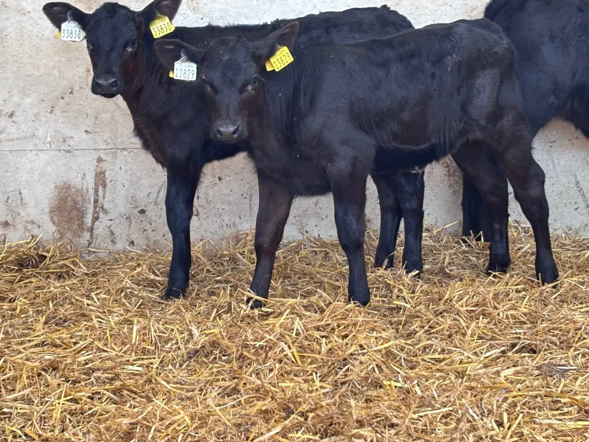 5 SMASHING ANGUS HEIFER CALVES FOR SALE - Image 4