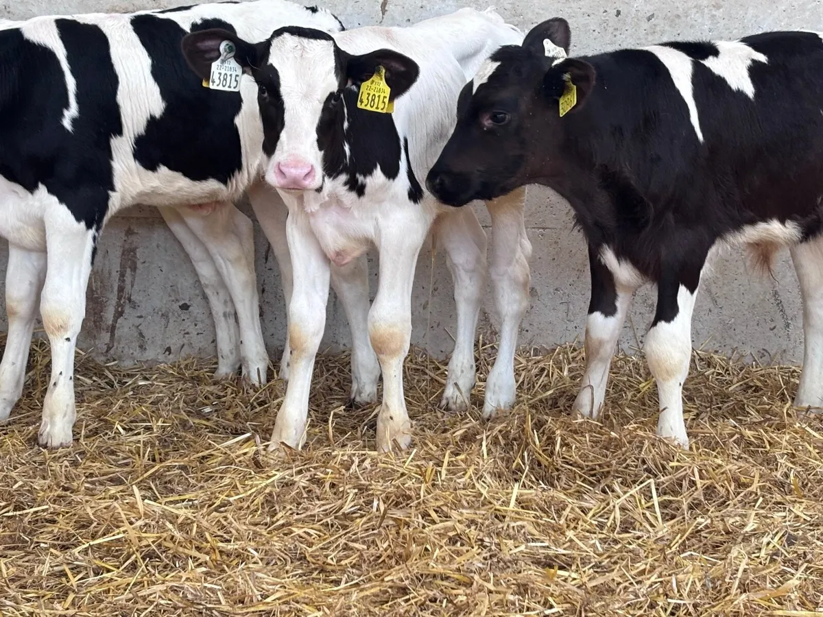 4 strong Freisan bull calves for sale - Image 3