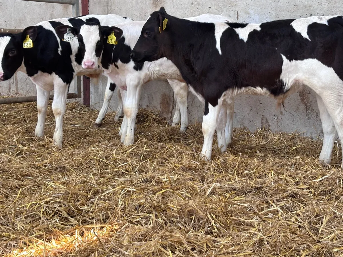 4 strong Freisan bull calves for sale - Image 2