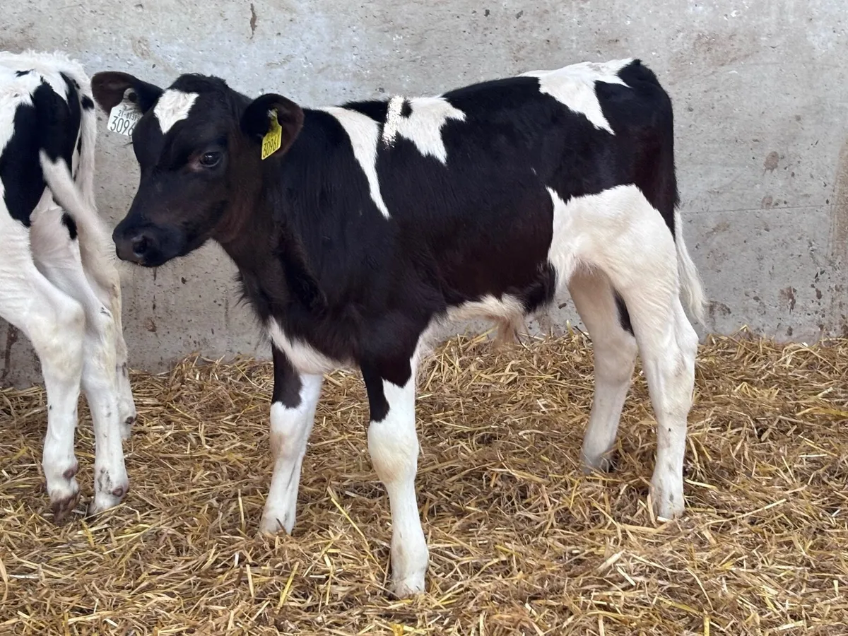 4 strong Freisan bull calves for sale - Image 4