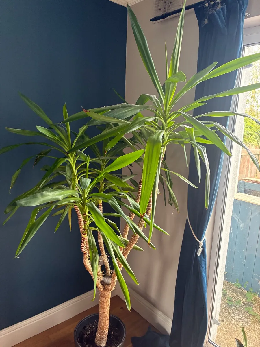 Yucca Plant - Image 3