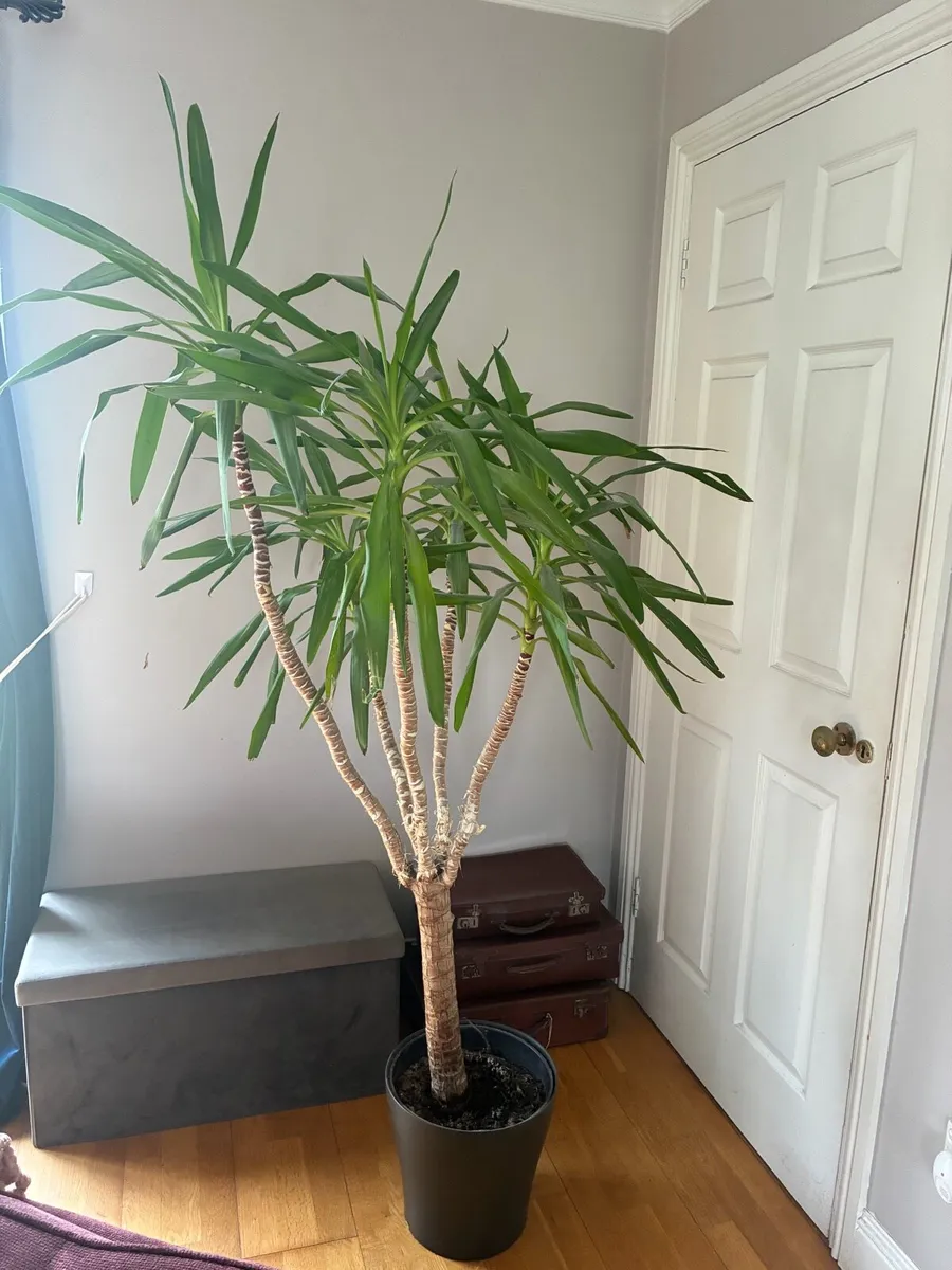 Yucca Plant - Image 1