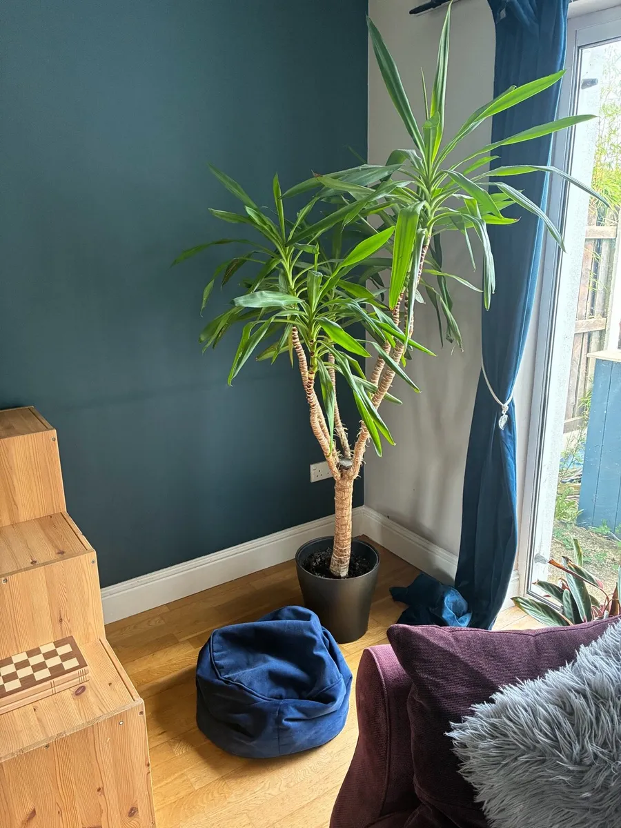Yucca Plant - Image 2