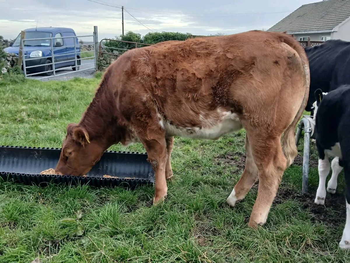 Outstanding Roan Limousin Heifer - Image 1