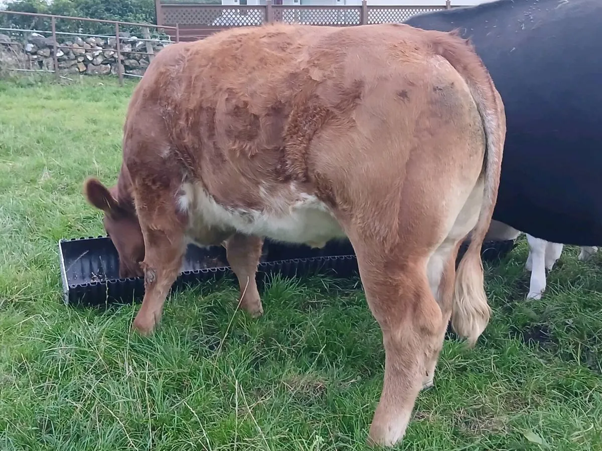 Outstanding Roan Limousin Heifer - Image 2