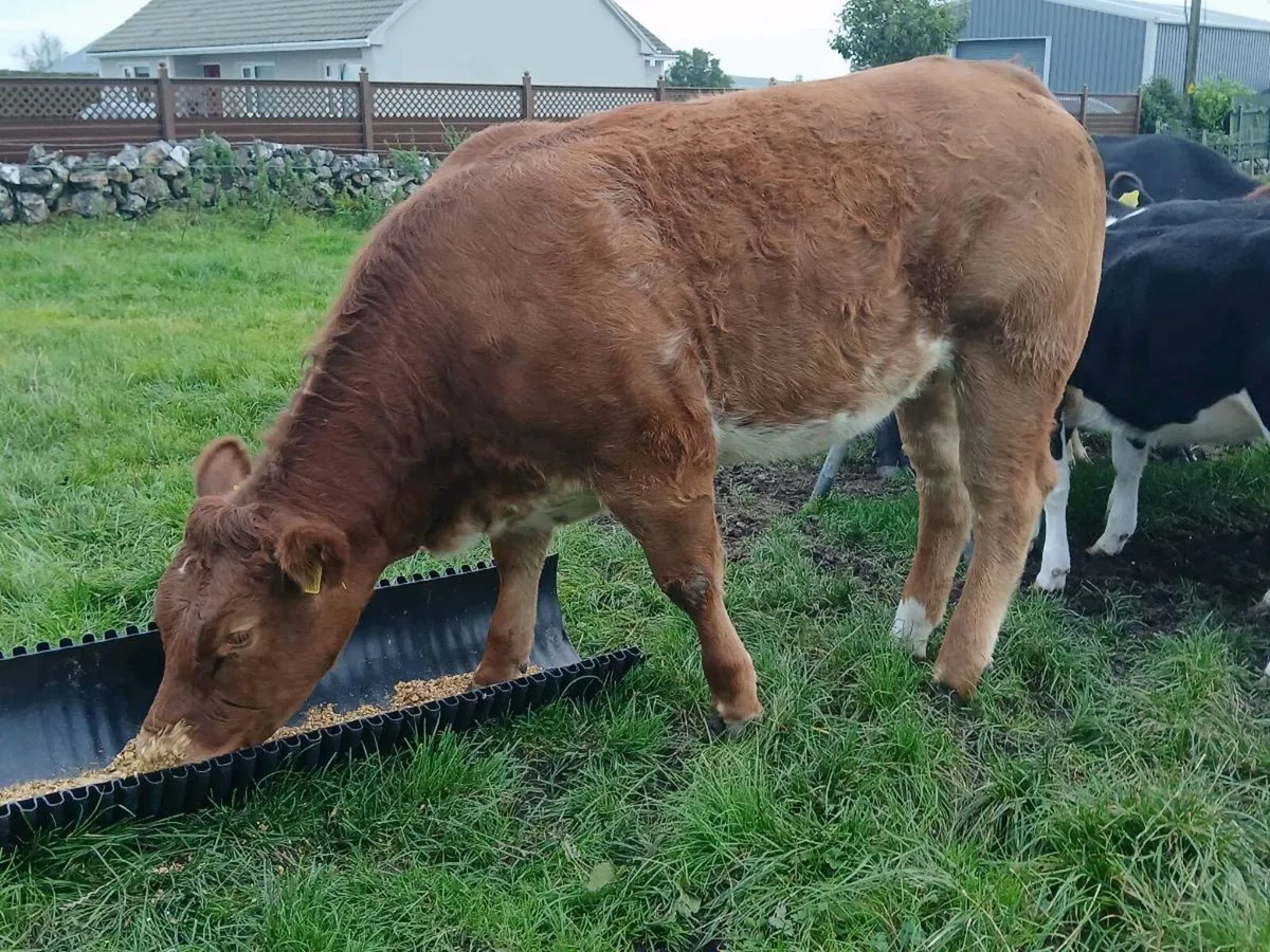 Outstanding Roan Limousin Heifer - Image 3