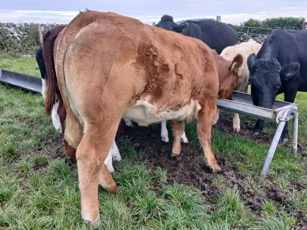 Outstanding Roan Limousin Heifer - Image 4