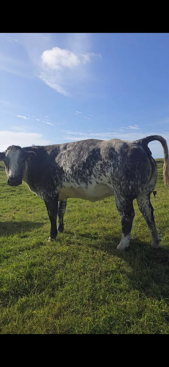BBX 2nd Calving Springer - Image 2