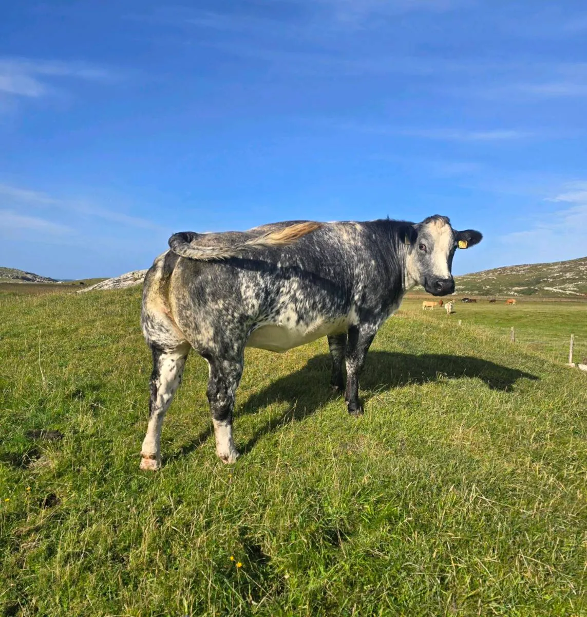 BBX 2nd Calving Springer - Image 1