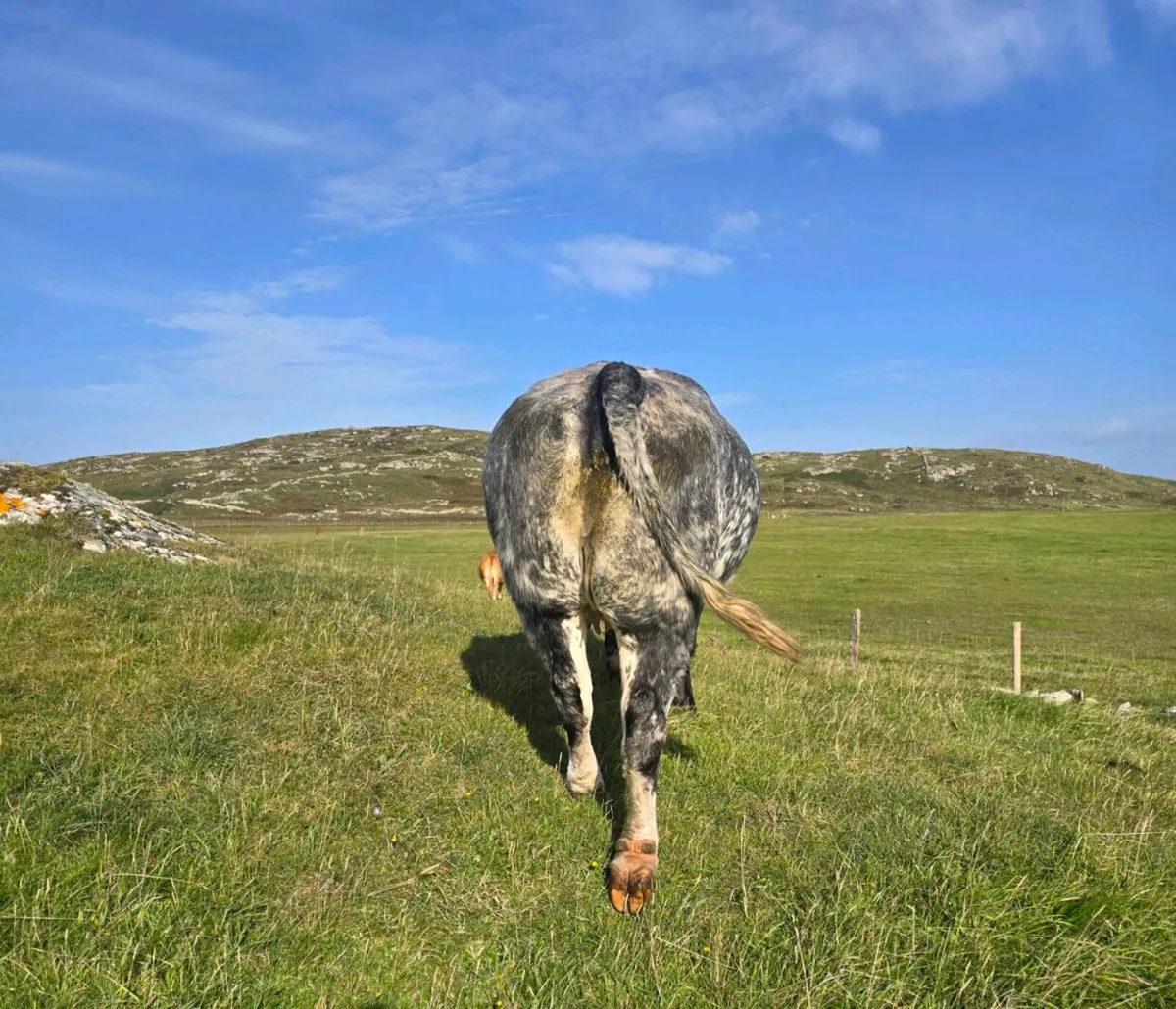 BBX 2nd Calving Springer - Image 3