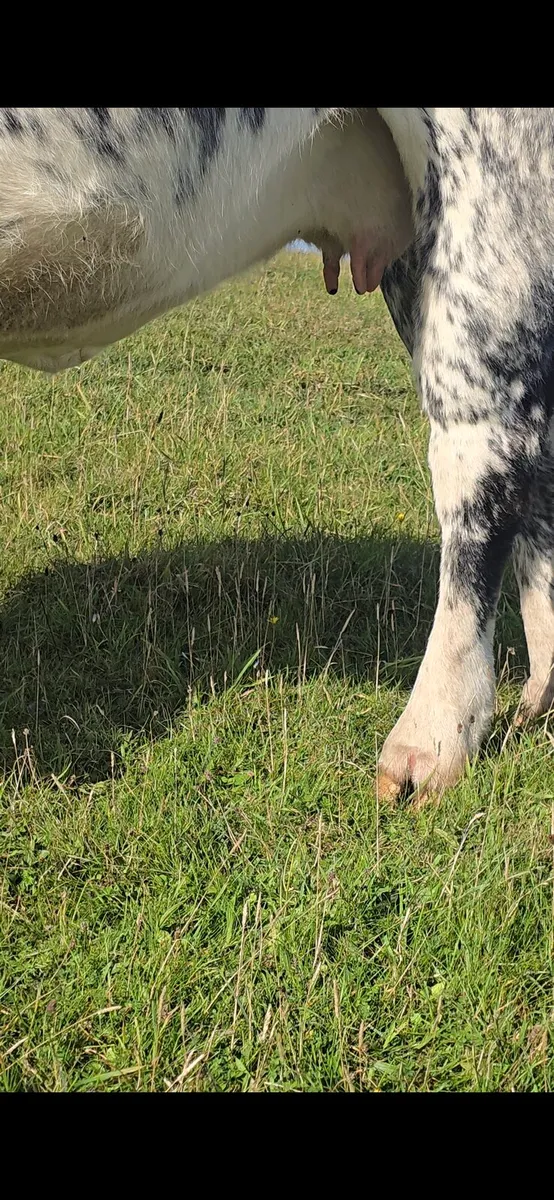 BBX 2nd Calving Springer - Image 4