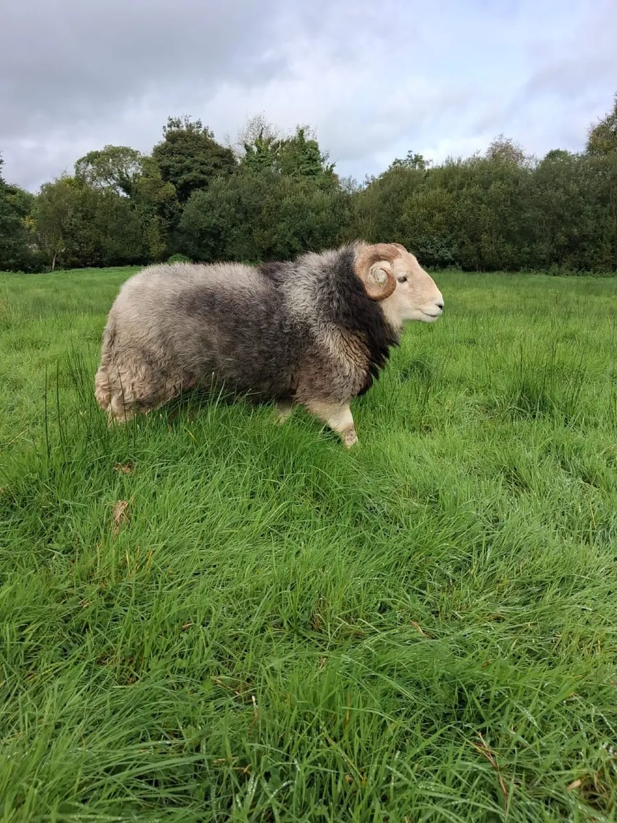 Herdwick Ram - Image 2