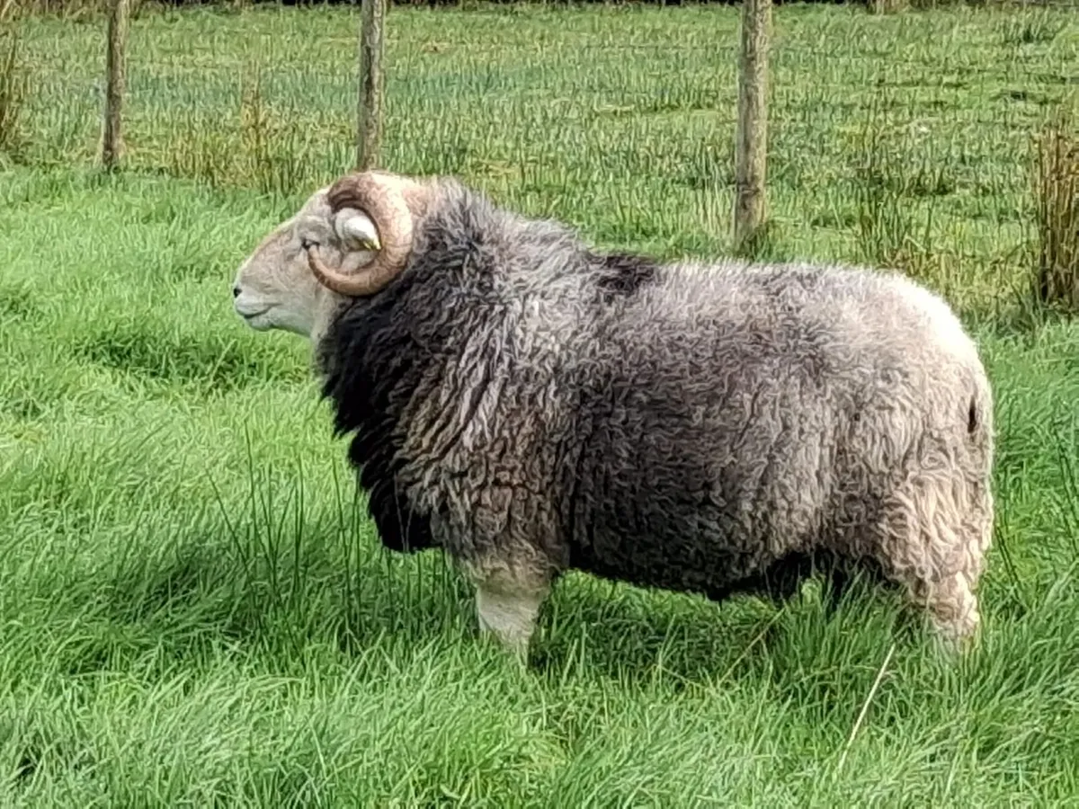 Herdwick Ram - Image 3